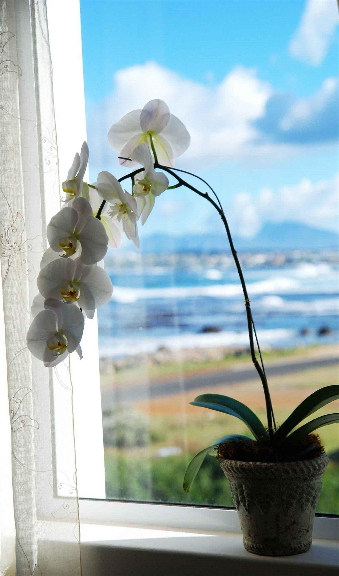 138 Marine Beachfront Guesthouse Херманус Екстериор снимка